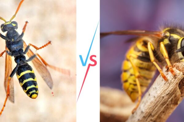 Hornets vs Yellow Jackets