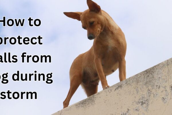 how to protect walls from dog during storm